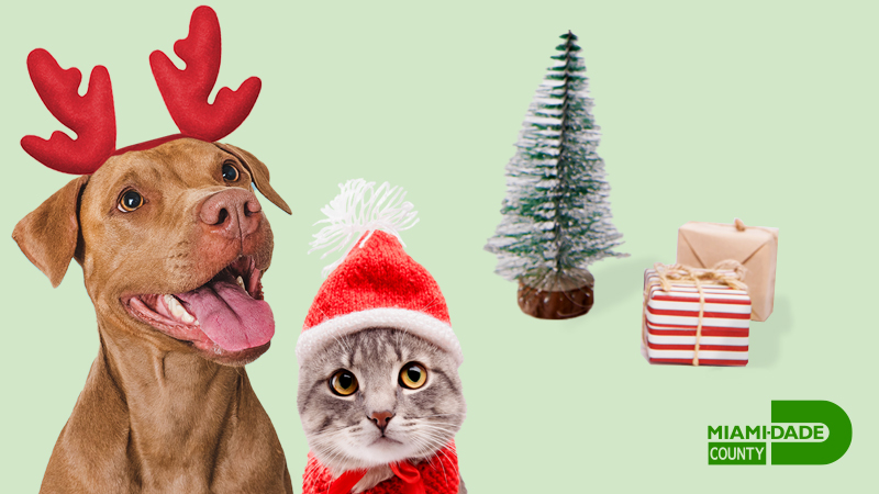 Dog  and cat with festive holiday hats in front of tree with wrapped presents