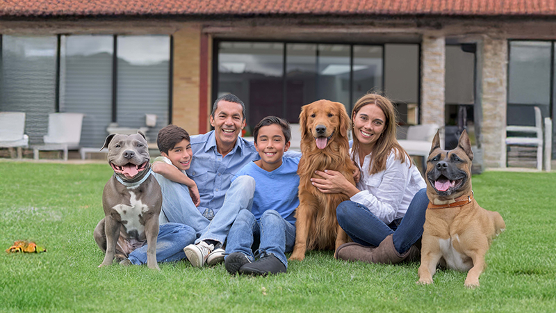 Family with dogs