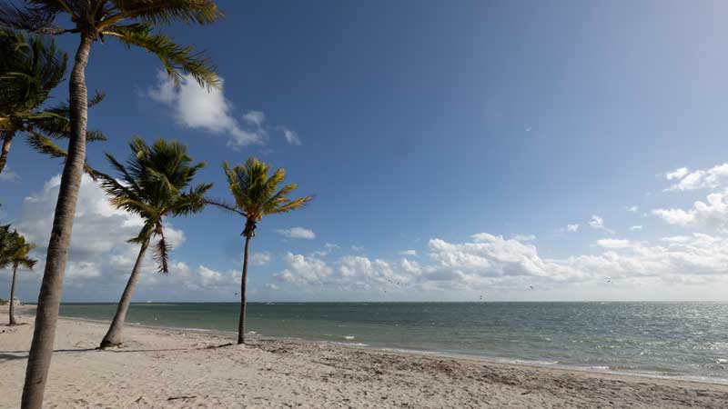 crandon beach with palm trees
