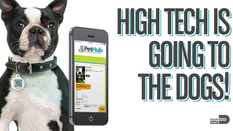 Dog wearing a tag and showing pethub app