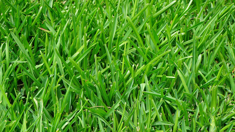 lush green grass