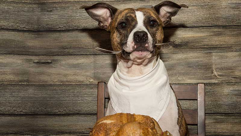 Dog wearing a bib and sitting in front of a turkey.