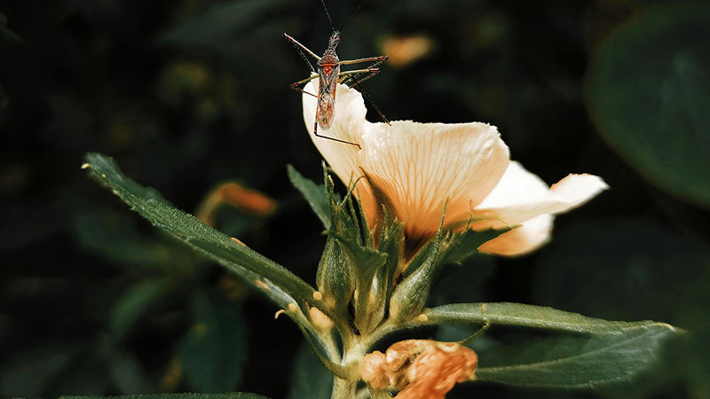 Mosquito on flower