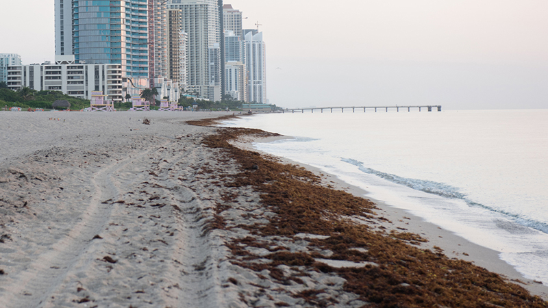 Learn about sargassum (seaweed) on Miami-Dade County beaches