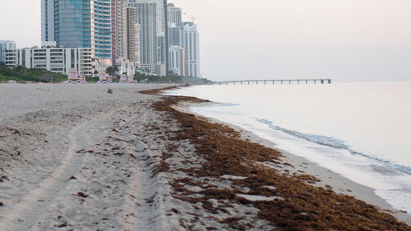 Sargassum on the beach