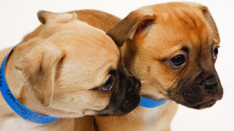 Image of two pug puppies with blue collars.