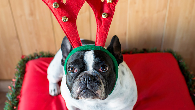 Dog wearing antlers sitting on a red bed
