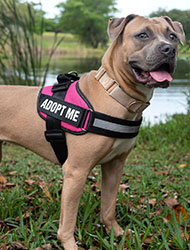 Image of dog of the week