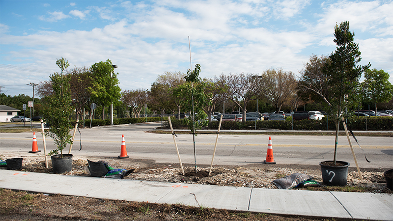 Trees newly planted next to a street