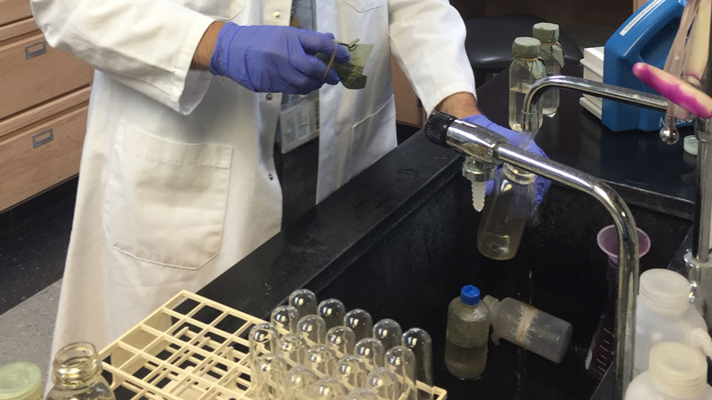 lab technician testing water samples in test tubes
