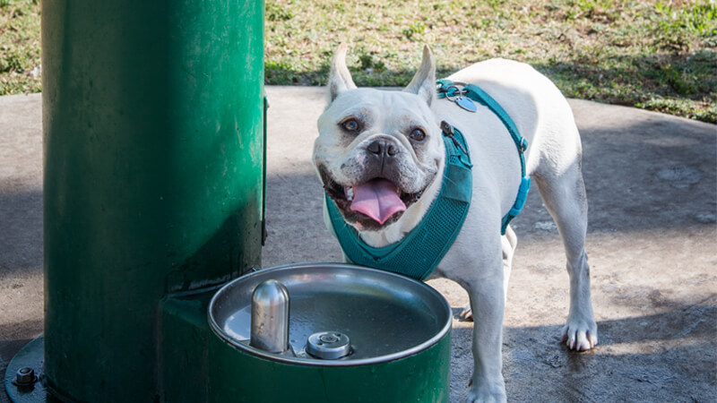 Dog at a water fountain