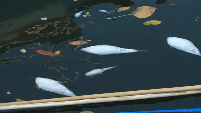 Dead fish floating in a body of water