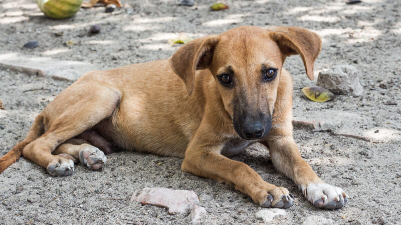 If you find a stray pet, bring it to our shelter to be reunited with its owner.