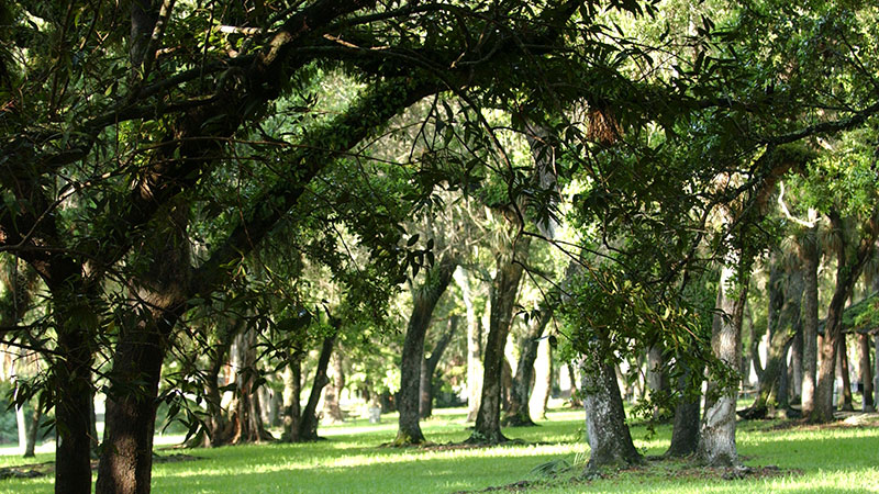 Large group of trees providing shade.