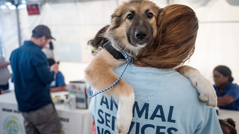 Volunteer carrying a dog