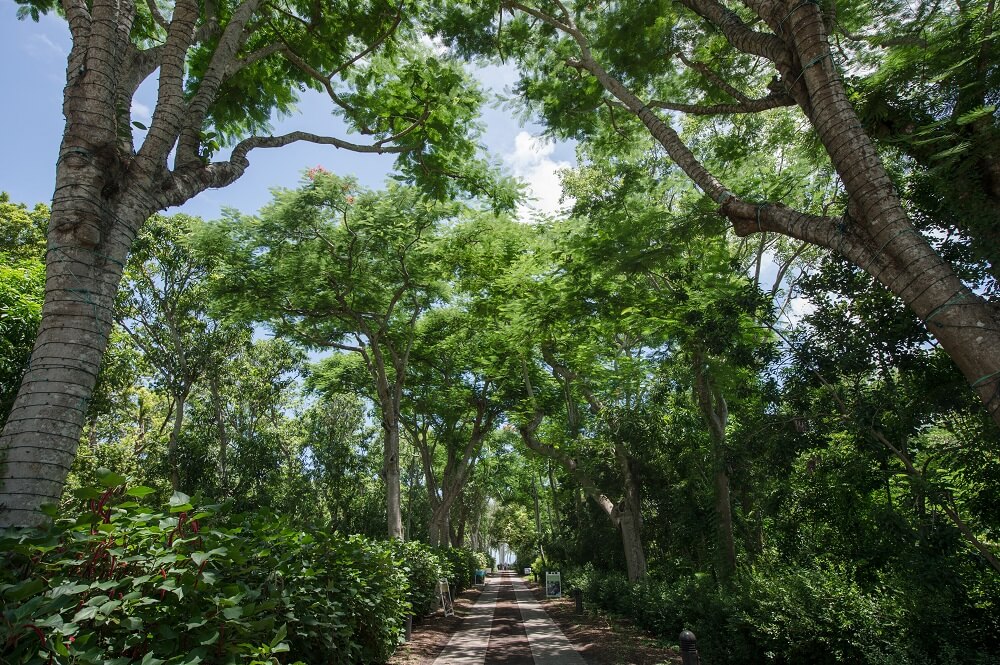 Image of trees.