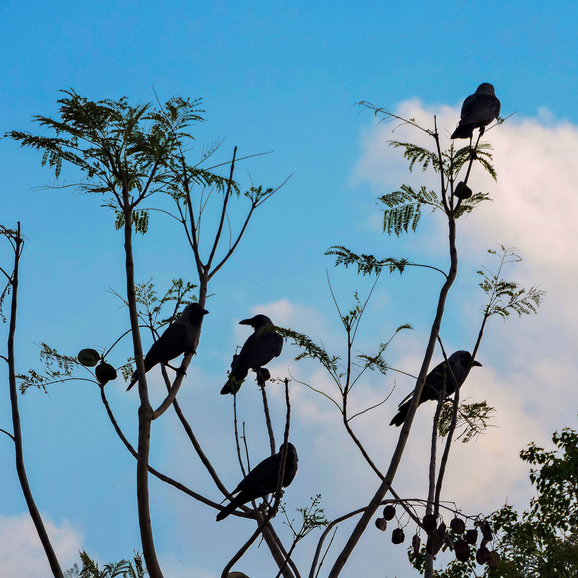 black birds in a bare tree