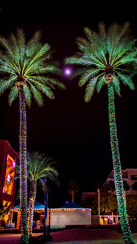 palm trees festooned with colorful lights