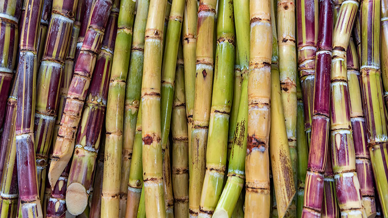 bundle of sugar cane