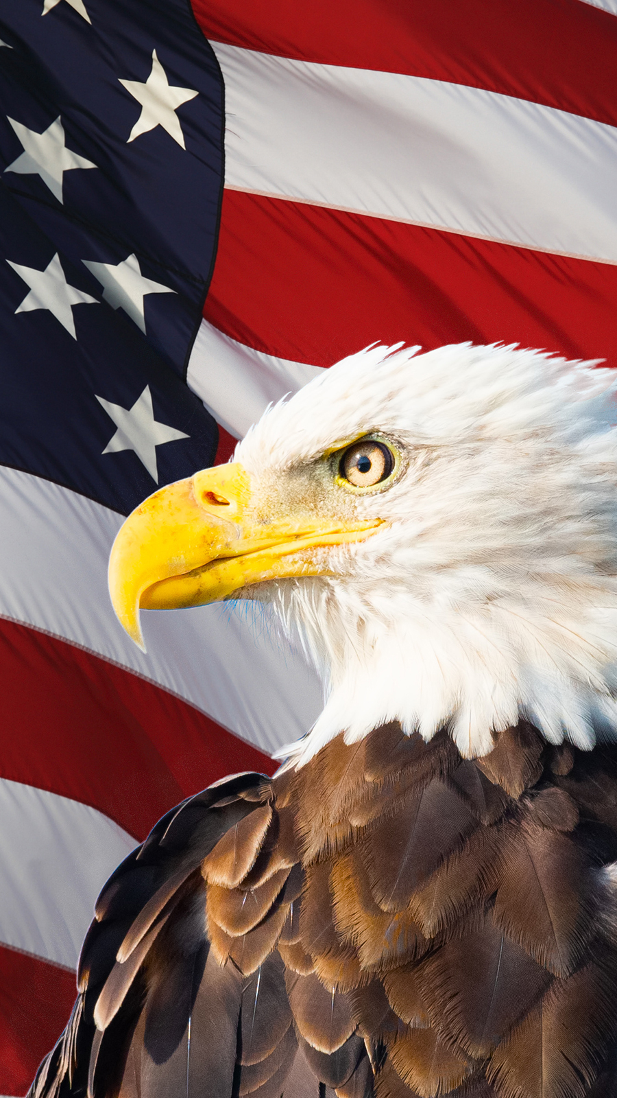 bald eagle, american flag
