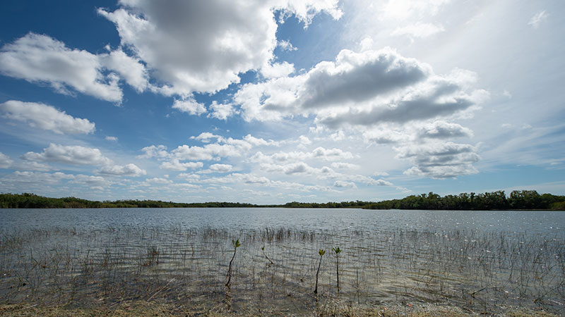 everglades